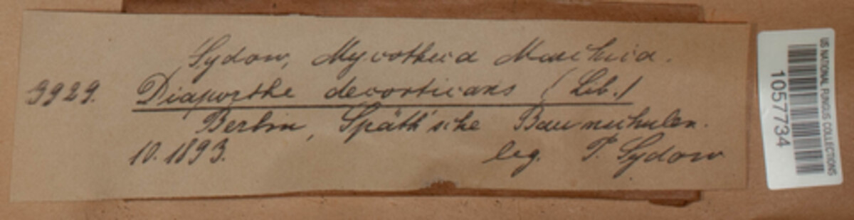Diaporthe decorticans image